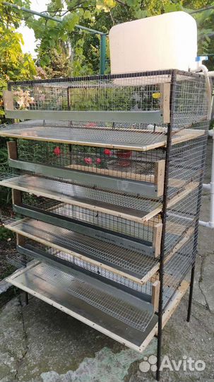 Клетки для перепелов