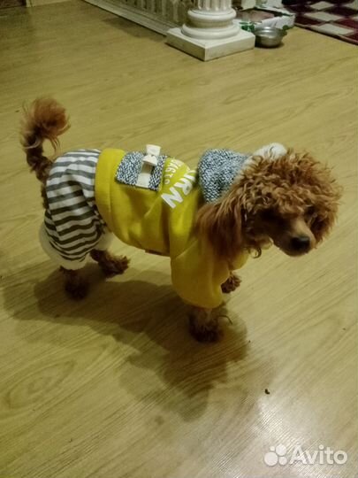 Одежда, обувь для животных