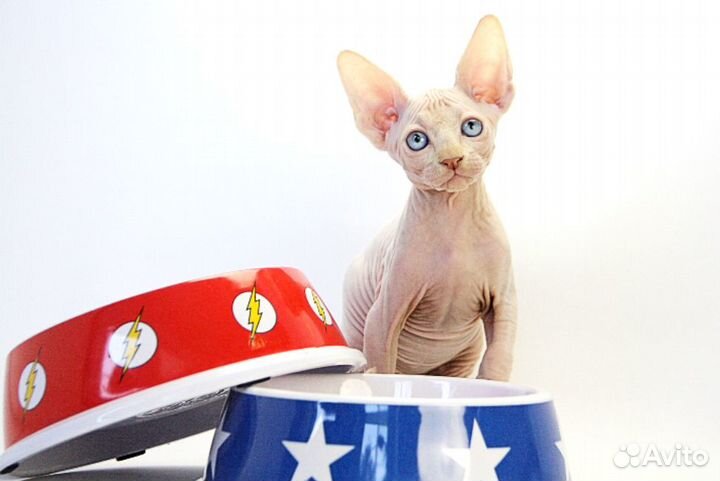 Бенедикт - он же Бенечка, Беня, Беняша, Бэн