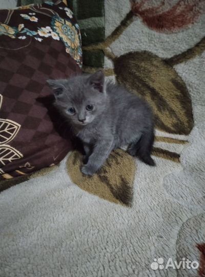 Котята отдам в добрые руки бесплатно