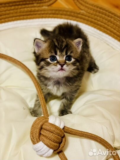 Британские котята