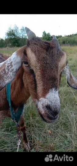 Козел 100 проц англонубийский