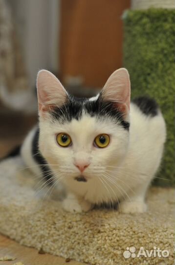 Котенок лёвка
