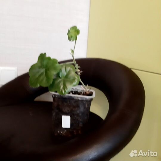 Гарань, пеларгония