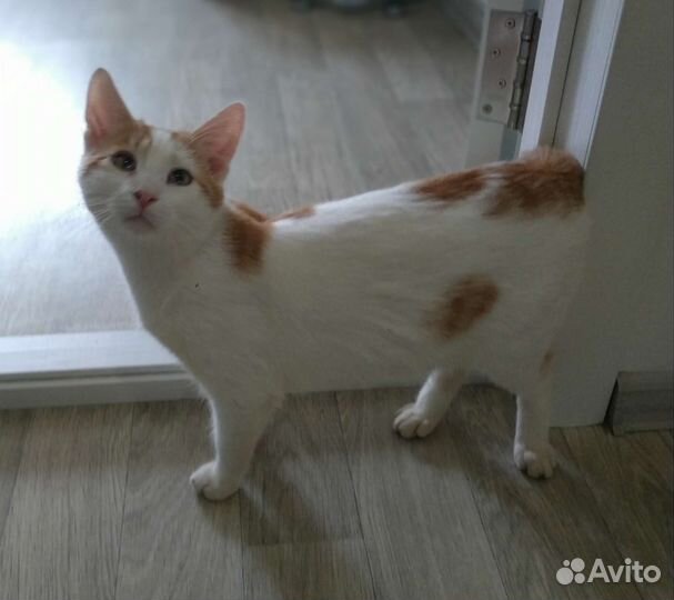 Котенок в добрые руки