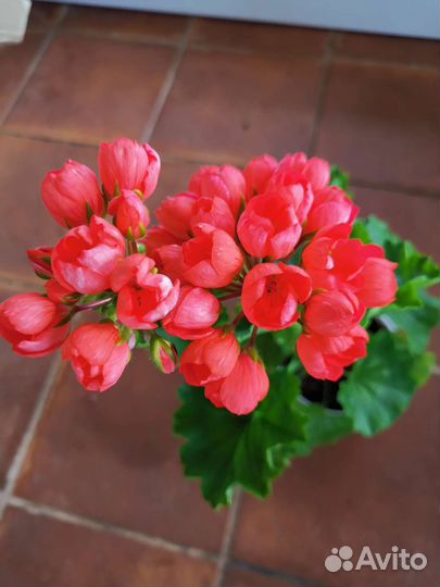 Герань пеларгония сортовая