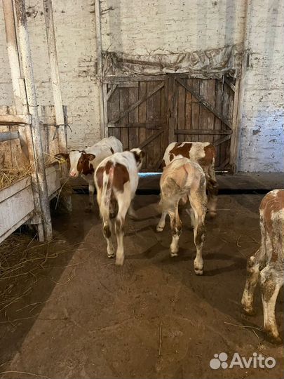 Ч Телята бычки и тёлки