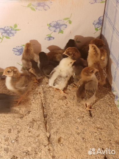Цыплята несушки