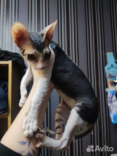 Донской сфинкс девочка