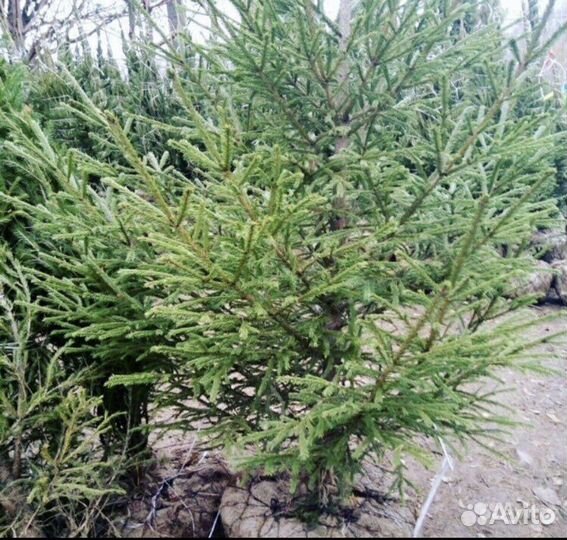 Ель обынковенная