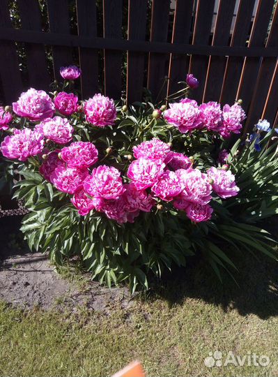 Саженцы и черенки винограда