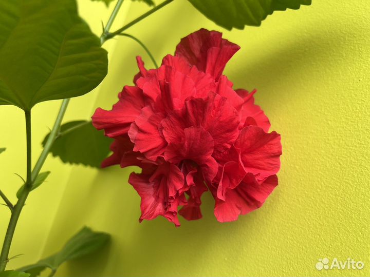 Гибискус, опунция, оксалис, сингониум, монстера