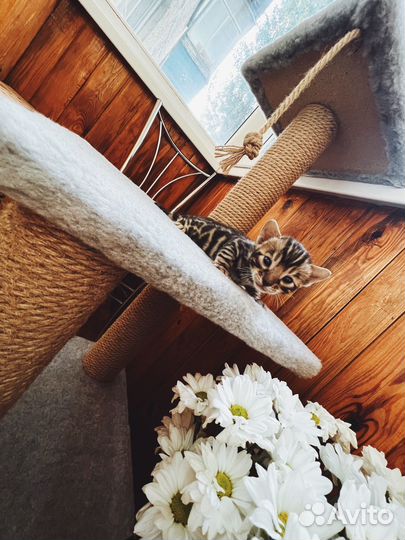 Бенгальские котята