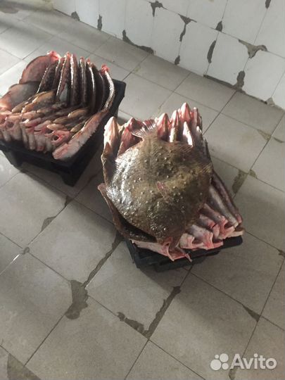 Камбала калкан,сарган