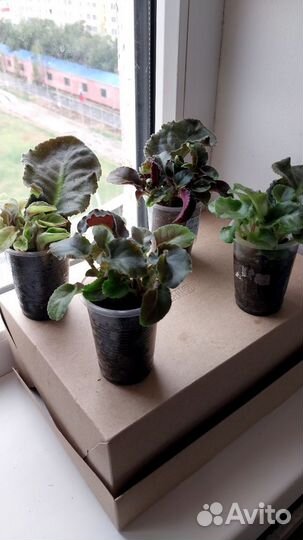 Детки сортовых фиалок