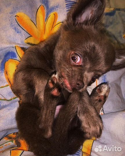 Вязка кобель чихуахуа