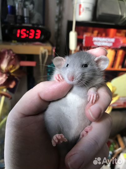 Крысята дамбо