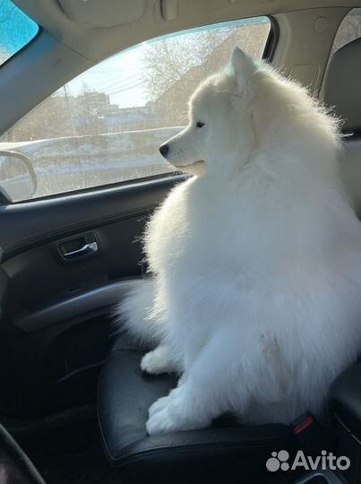 Собака для фотосессии