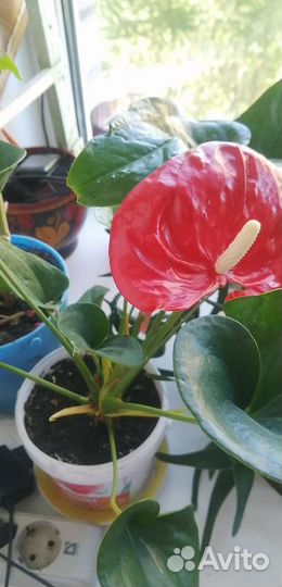 Антуриум, алоэ