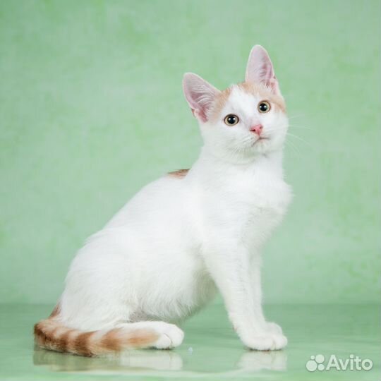 Котенок мальчик в дар 3 мес