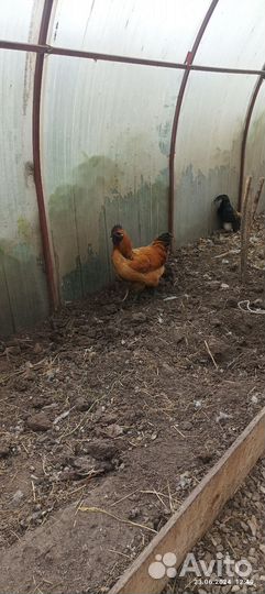 Молодые петушки породы лайкидайдзи и марана