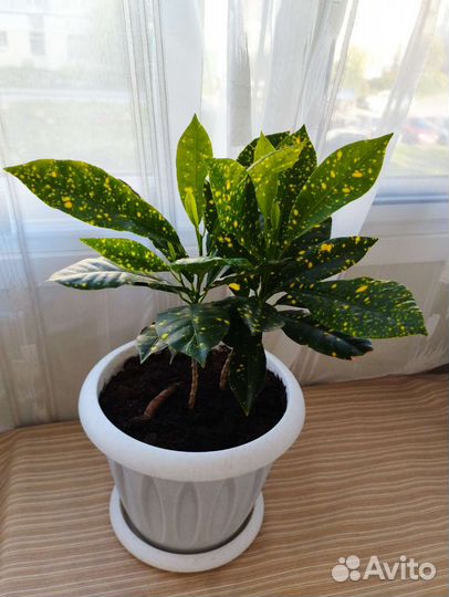 Кротон Голд сан