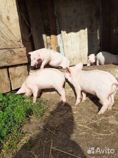 Поросята домашние