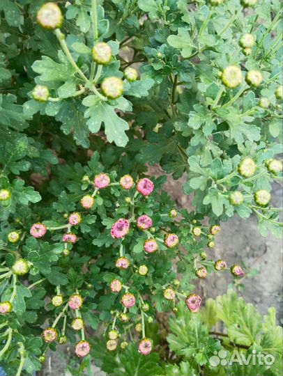 Хризантема мультифлора