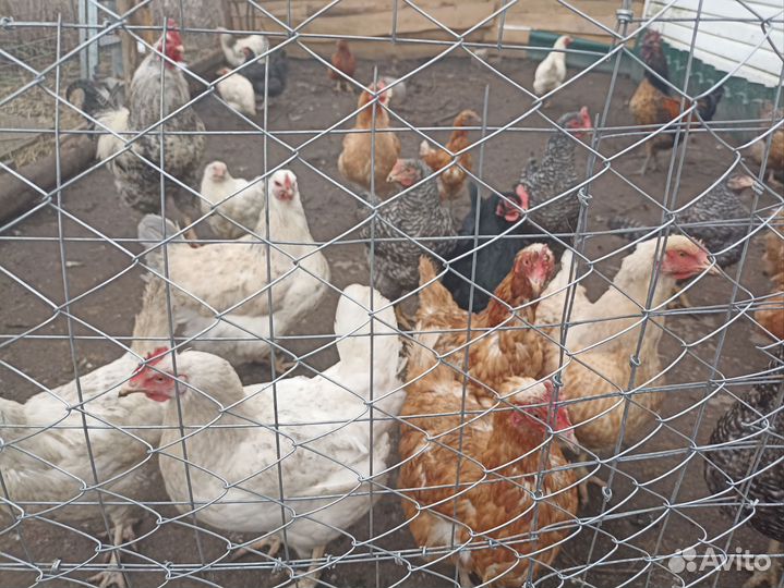 Инкубационное яйцо кур