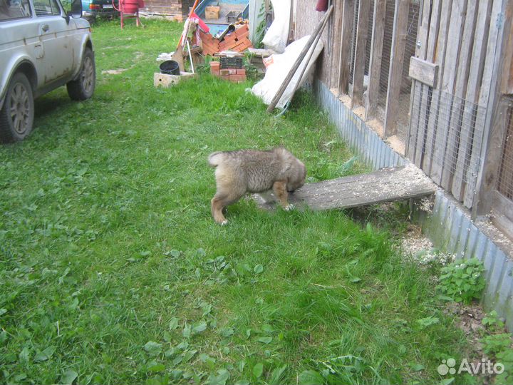 Продажа щенков