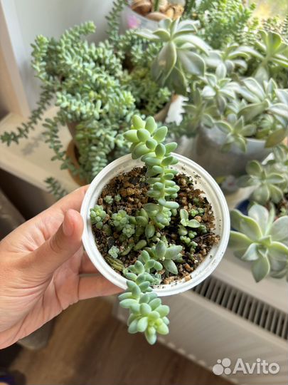 Суккуленты