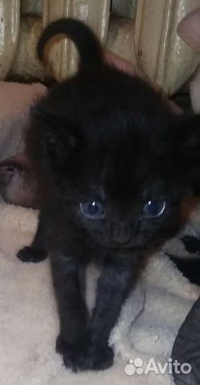 Выкорм новорожденных котят