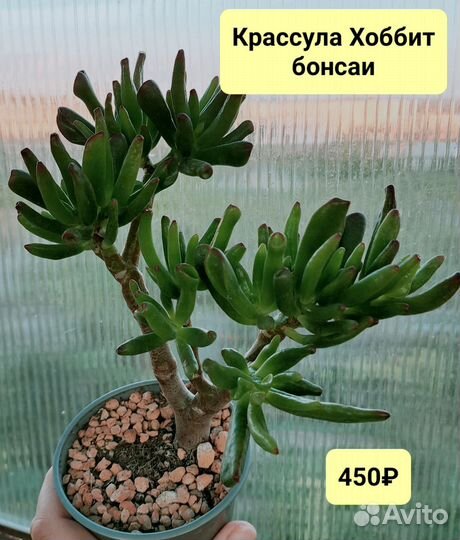 Суккуленты: литопсы, крассула, портулакария и др