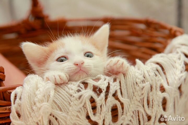 Котенок-мальчик