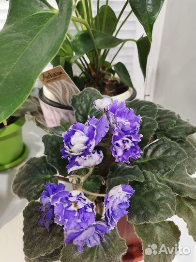Комнатный цветок