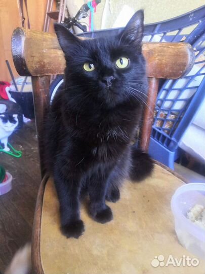 Желтоглазая ночь