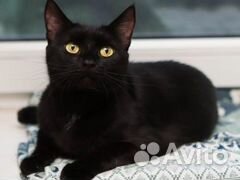 Молоденькая кошечка Чили, 2 года