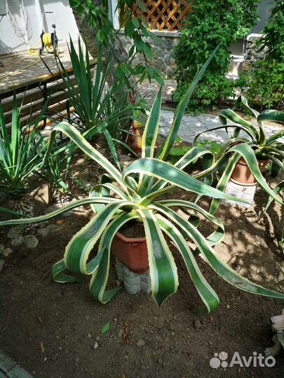 Комнатные растения цветы