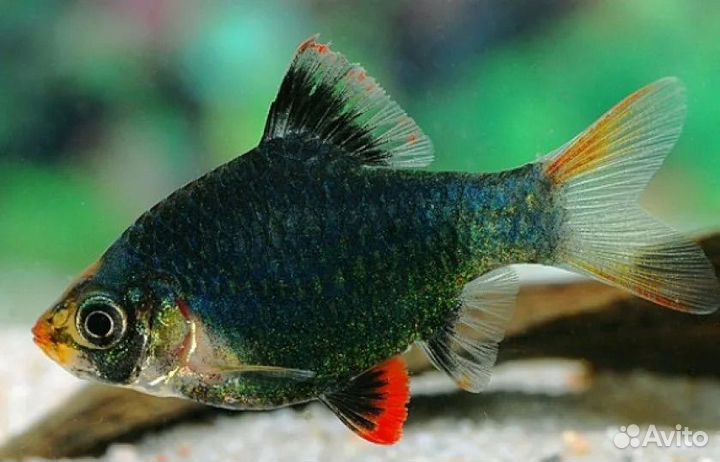 Аквариумные рыбки