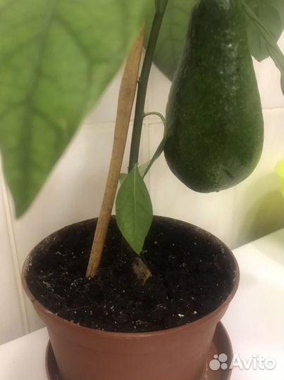 Дерево авокадо