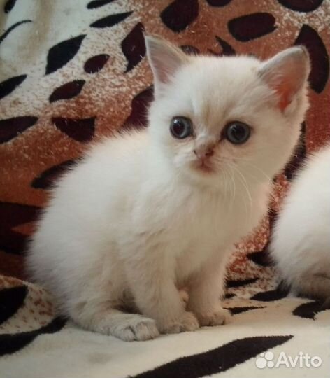 Котята шотландские