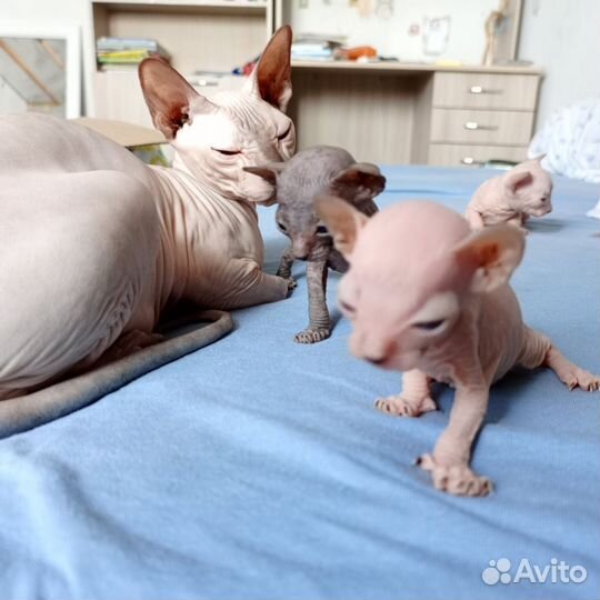 Донской сфинкс котята