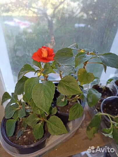 Бальзамин (Ванька мокрый)