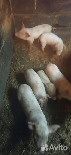 Поросята