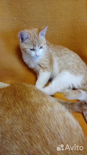Котенок в добрые руки