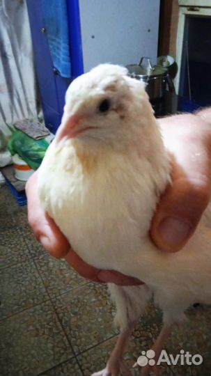 Яйца перепелиные домашние