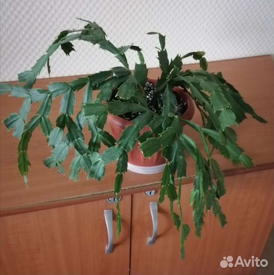 Декабрист, денежное дерево