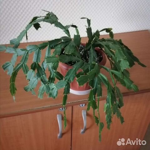 Декабрист, денежное дерево