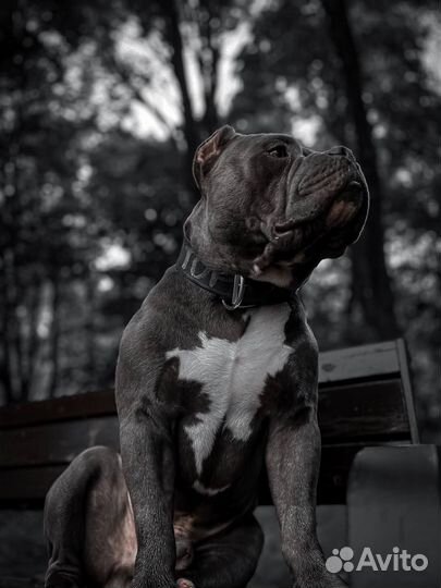 Вязка с американским хулиганом/Американский Булли