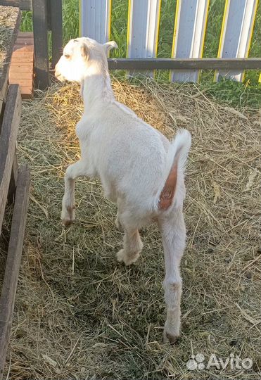 Козочка ламанча